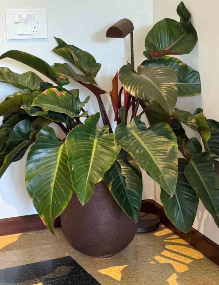 The Barrel Planter — cast stone medium planters