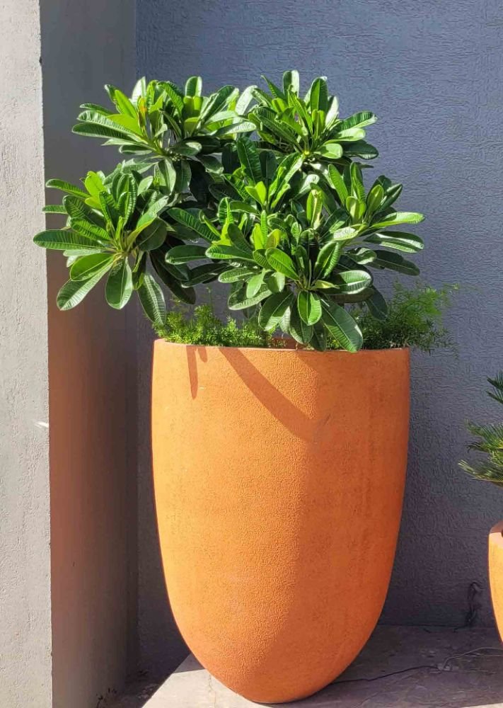 Egg Planter