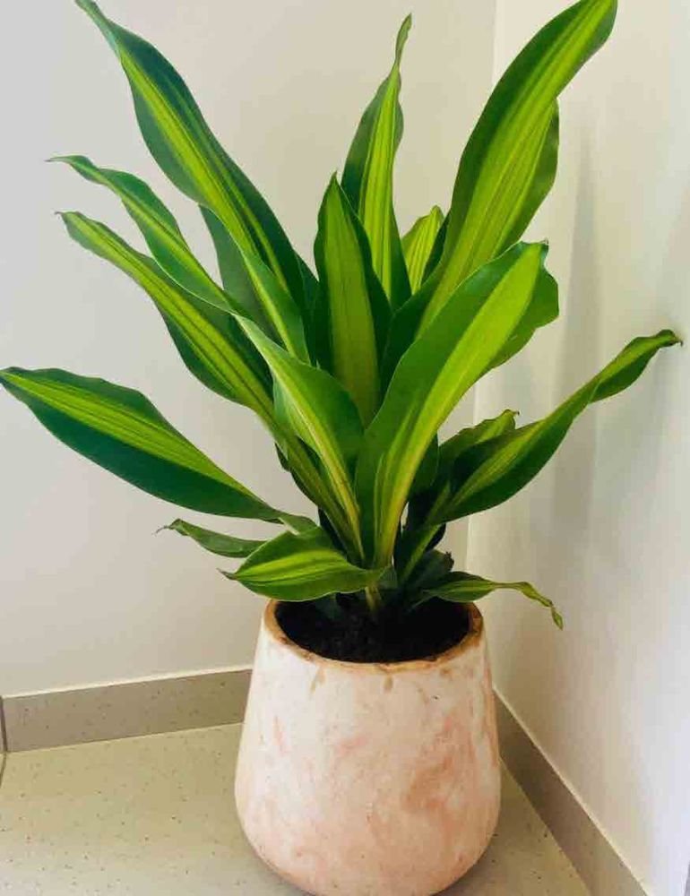 The Hampi Planter — Large Planters cast stone by Artemis